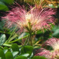 Samanea saman (Jacq.) Merr.